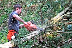 Lucrator forestier Germania