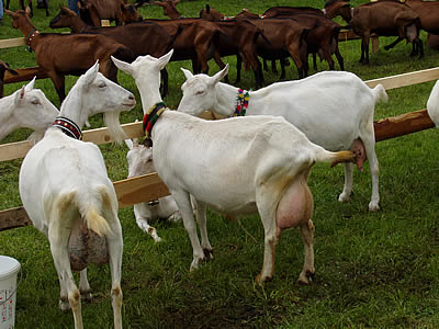 Ferme de capre Germania