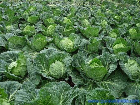 Muncitori la plantat varza