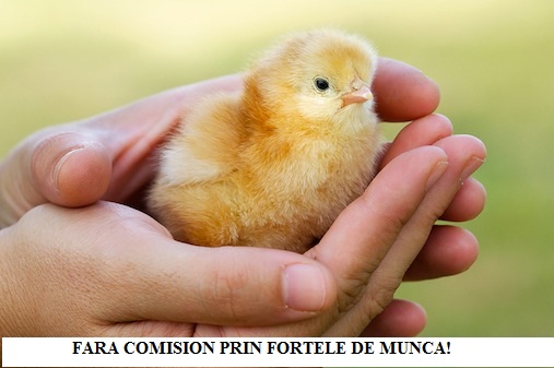 LOCURI DE MUNCA FARA COMISION IN GERMANIA 