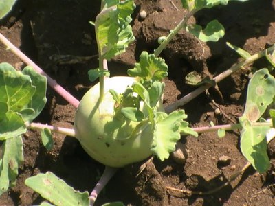 Cultivat gulii, 1300eu/luna, Germania