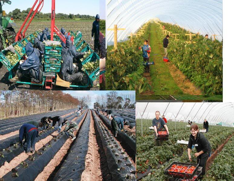 personal agricultura Germania 