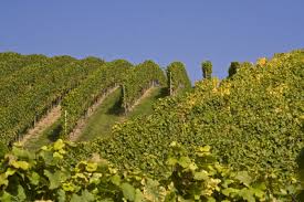 Personal pentru culturile de vita de vie