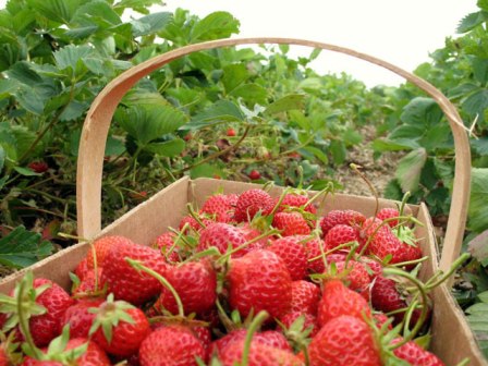 Agricultura in Germania 