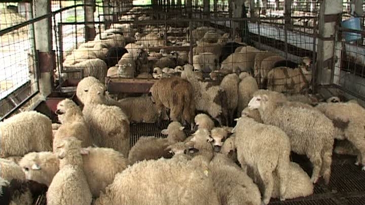 Ferme, 1400eu/luna, Germania