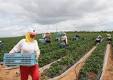 Plecari urgente Germania agricultura  1200euro