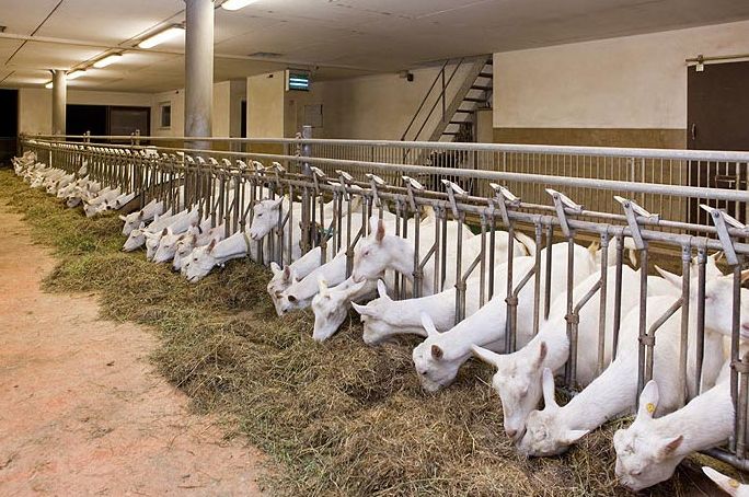 Ferme capre, 1400eu/luna, Germania