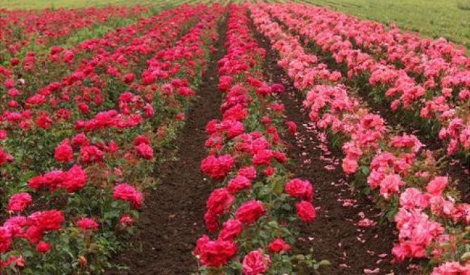 Culegator de Trandafiri