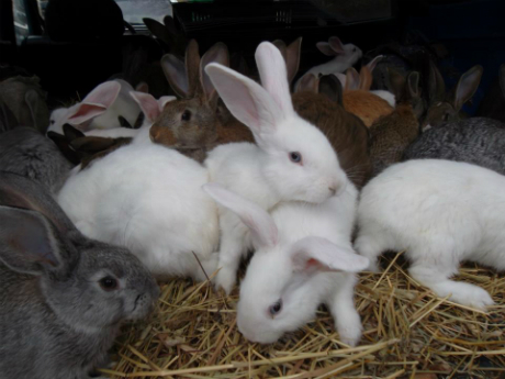 Muncitori la fermele de iepuri in Austria