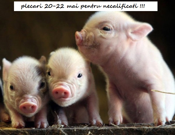 Munca in Strainatate, Fara Comision din Salar