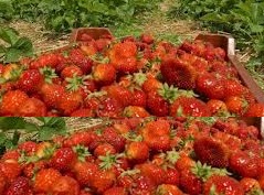 Agricultura cules capsuni
