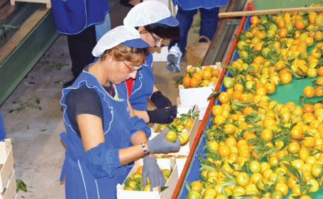 Sorat fructe si legume Germania