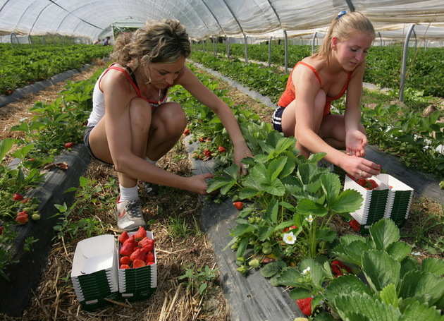 Muncitori agricoli pt.morcovi si salata