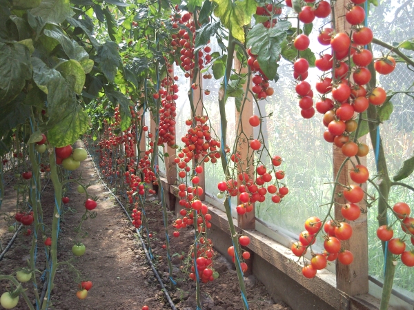 Personal pentru rasaduri rosii cherry
