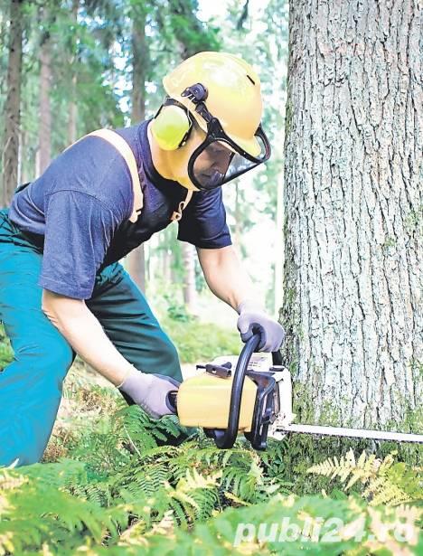 Munca in Strainatate, Forestier