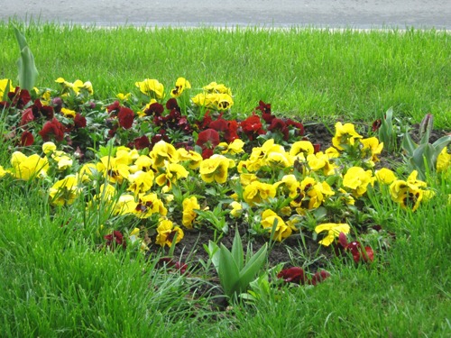 Muncitori necalificati in sere de flori