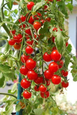 Solarii rosii cherry, 1300eu/luna, Germania