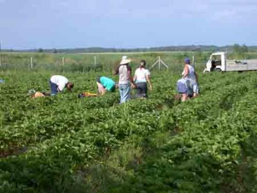 AGRICULTURA ITALIA