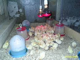 Ferme mixte in Austria