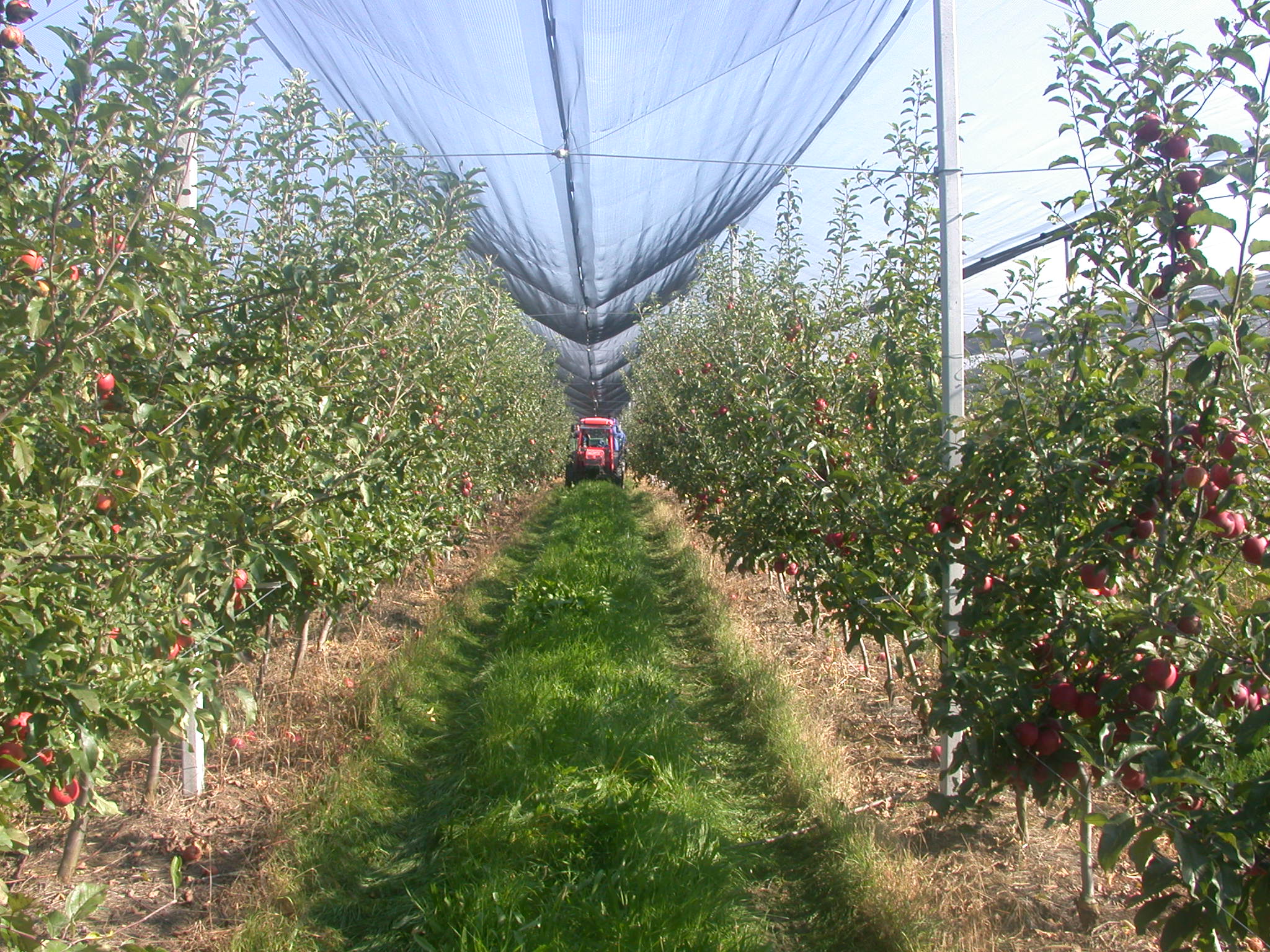 Muncitori agricultura in Italia 