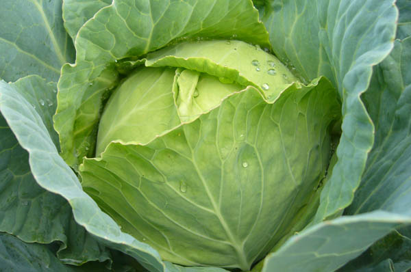 Muncitori la plantat varza