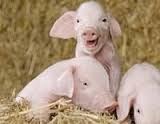 Ingrijitori de animale la ferme  in Germania