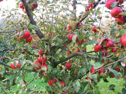 Cules mere Germania 1300 euro