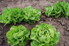 agricultura Germania