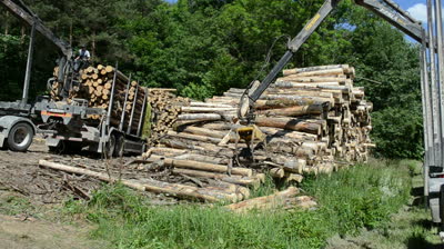 fabrica cherestea Germania