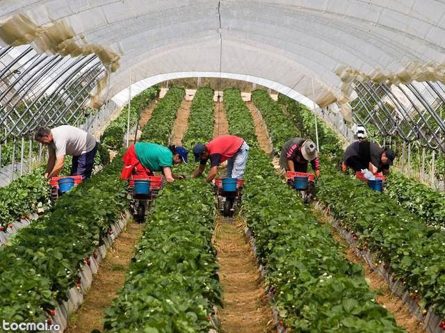 Oferte munca sezoniera agricultura strainatate
