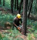 Necalificati in Germania domeniul forestier