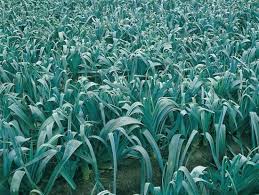 Agricultura Germania