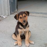 Bucurestenii vor putea adopta un caine comunitar, de Ziua Internationala a Animalelor