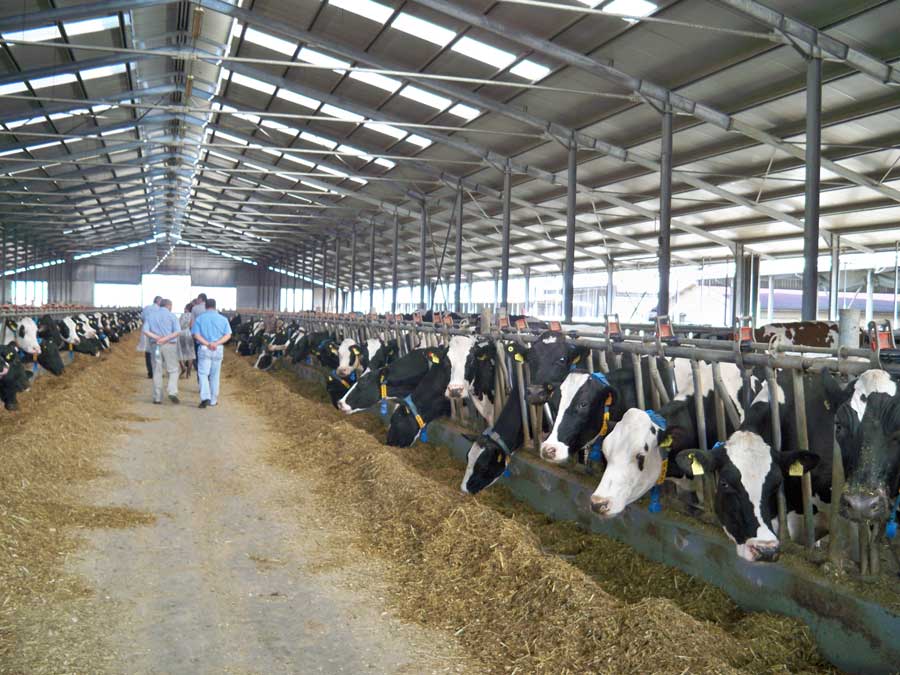 Angajari in fermele de bovine