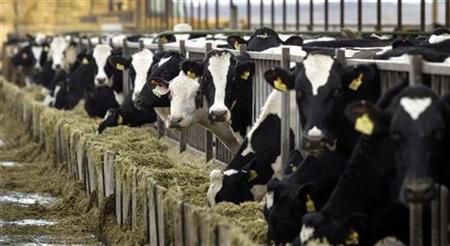 Ingrijitor ferma de vaci ? 1300 euro- contract nedeterminat
