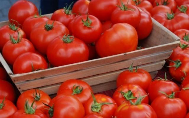 Recoltare rosii Germania 