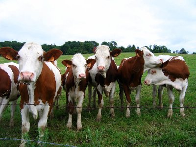 Ferme de vaci si vitei Germania
