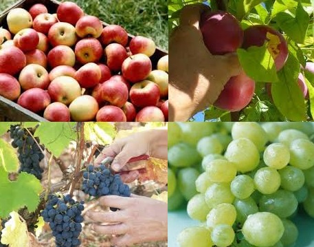 cules capsuni germania