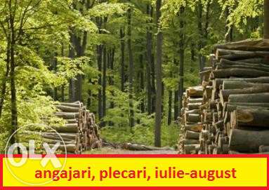 Tocmai Oferte Strainatate, Sivicultura Sez 2014 