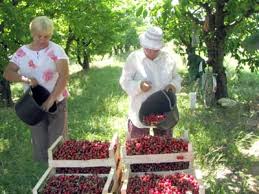 Sortatori de fructe in hale