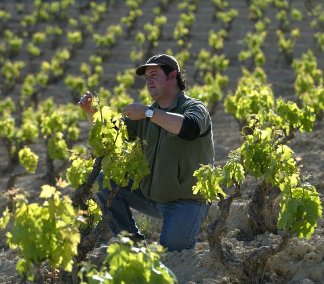 Ajutor  podgorii Germania 900 euro