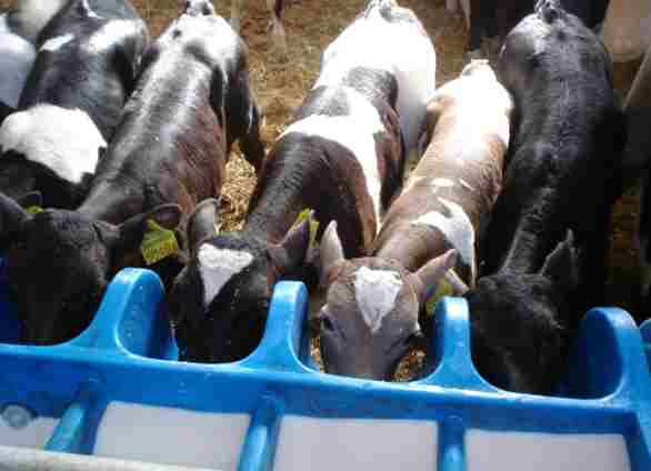 Angajam imediat personal in ferme