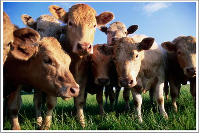 Ferma animale angajeaza legal Ingrijitor bovine Germania- 1350 E