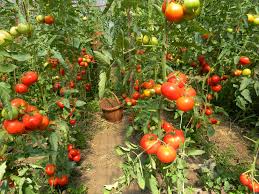 Cules legume in sere Germania