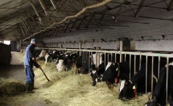 INGRIJITOR FERMA VACI GERMANIA