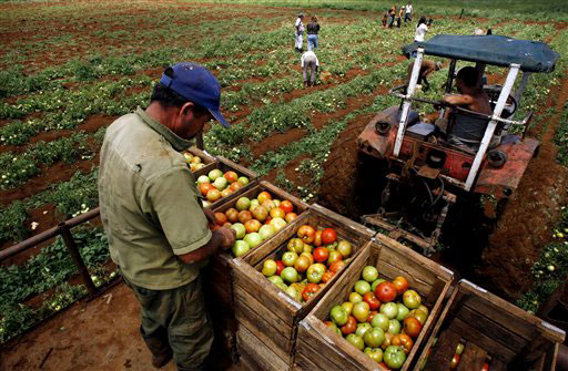 Sortare si ambalare de fructe Germania 