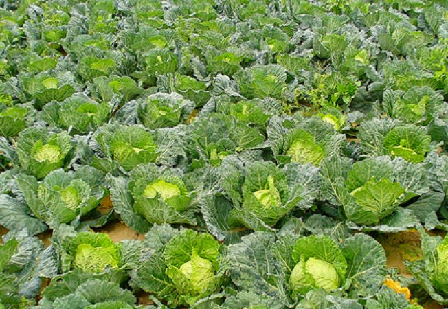 agricultura Germania