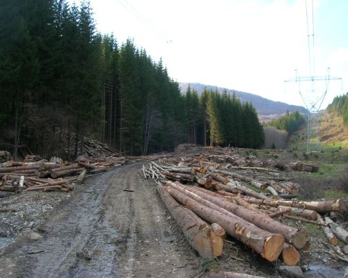 MUNCA FORESTIERA GERMANIA