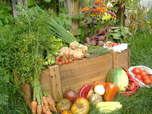 Ajutor ferma legume bio ? Munchen, Germania