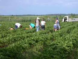 Agricultura Germania 1300 Euro